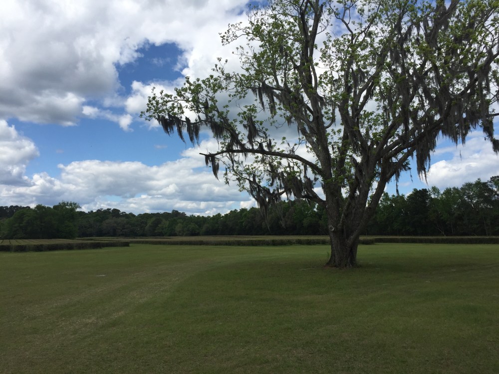 live oak at tea.JPG
