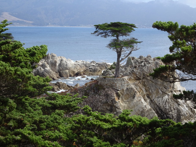 lone cypress