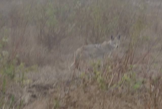 Point Reyes coyote