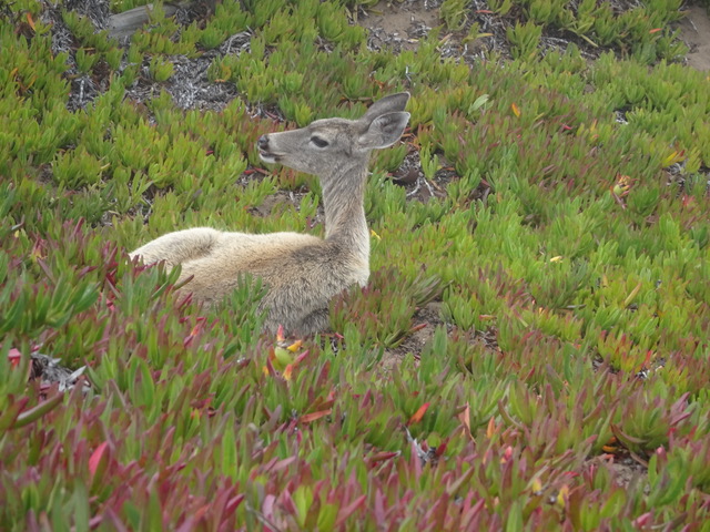 Point Reyes deer