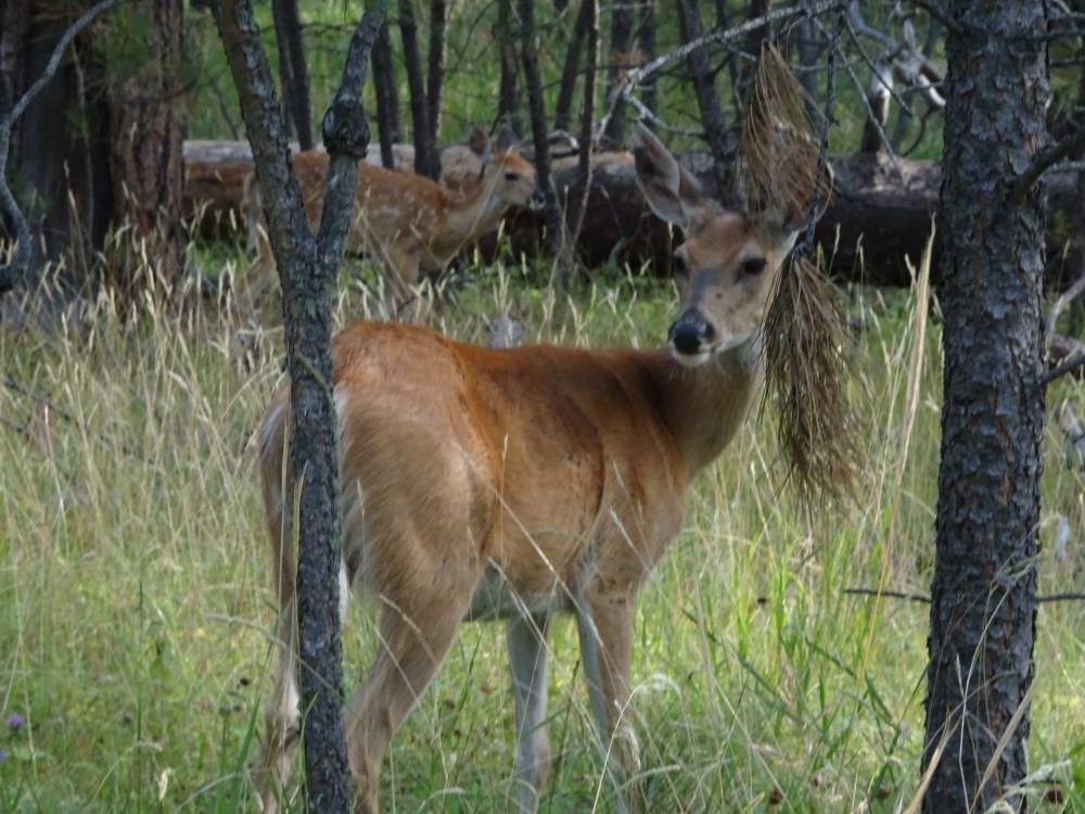 6BE183E6-3B29-481D-B3D5-578DD2D61037