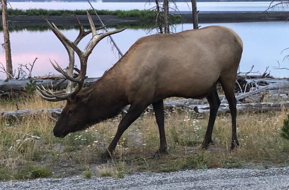 elk with rack